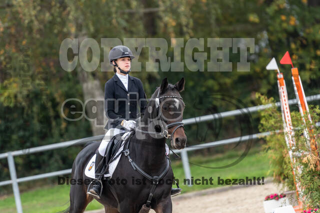 Goldene Schärpe 2020 - Pferde