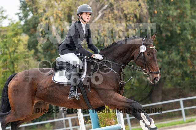 Goldene Schärpe 2020 - Pferde