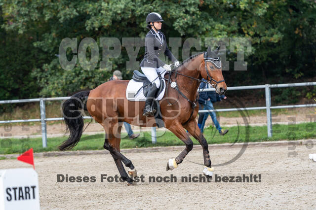 Goldene Schärpe 2020 - Pferde