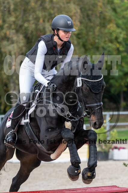 Goldene Schärpe 2020 - Pferde