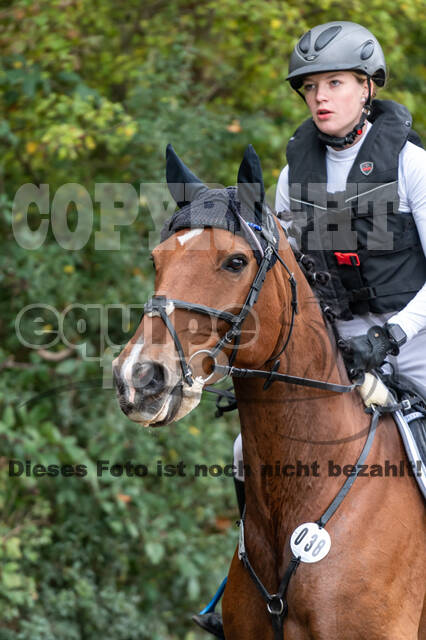 Goldene Schärpe 2020 - Pferde