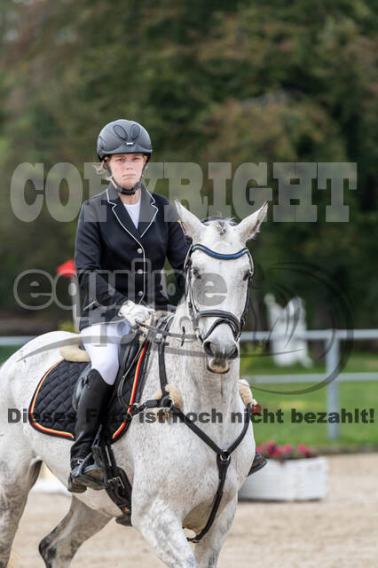 Goldene Schärpe 2020 - Pferde