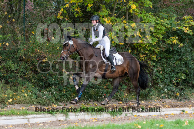 Goldene Schärpe 2020 - Pferde