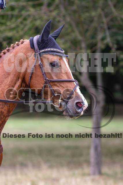 Late-Entry Vielseitigkeit Hamminkeln/Wesel (01.+02.08.2020)