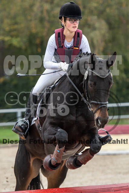 Goldene Schärpe 2020 - Pferde