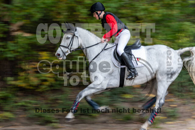 Goldene Schärpe 2020 - Pferde