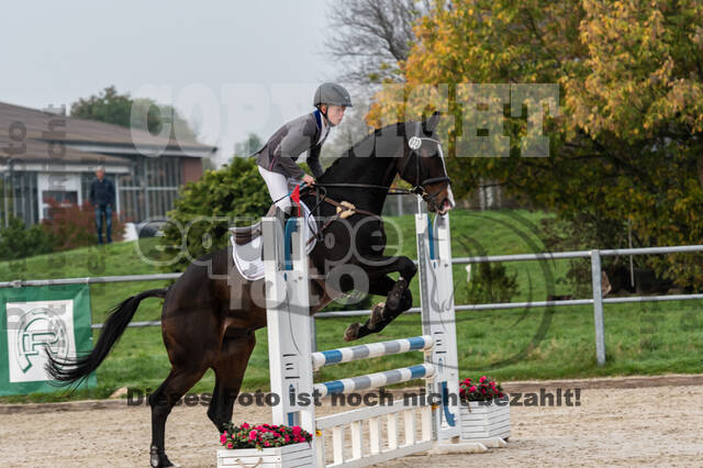 Goldene Schärpe 2020 - Pferde