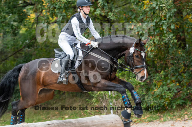 Goldene Schärpe 2020 - Pferde