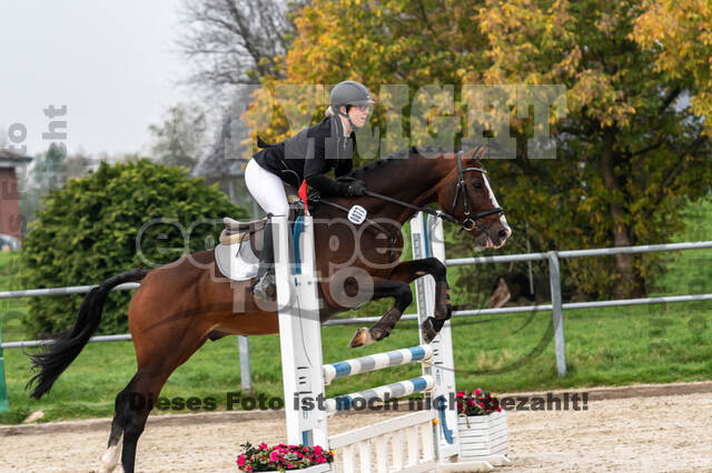 Goldene Schärpe 2020 - Pferde