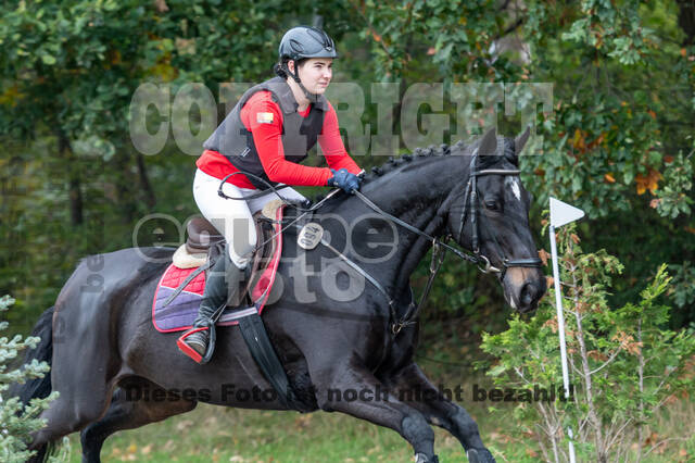 Goldene Schärpe 2020 - Pferde