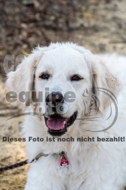 Hunter Geländetraining 10.07.2021 (Sonsbeck)