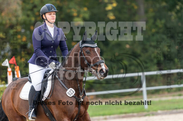 Goldene Schärpe 2020 - Pferde