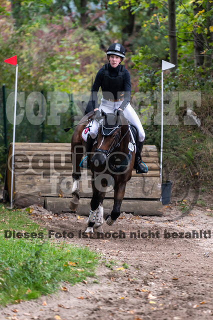 Goldene Schärpe 2020 - Pferde