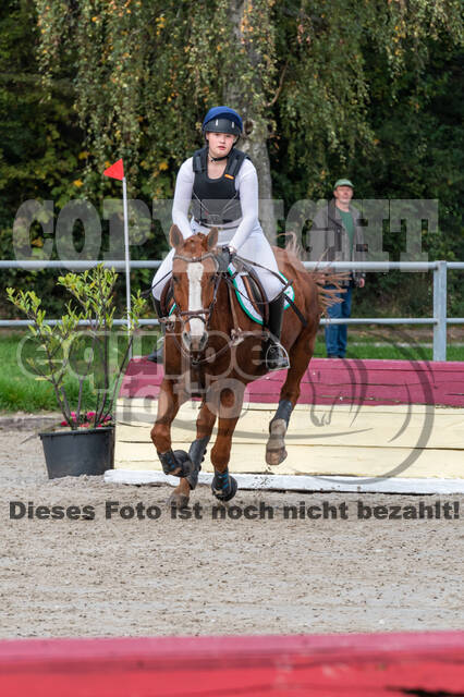 Goldene Schärpe 2020 - Pferde