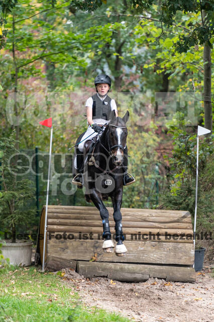 Goldene Schärpe 2020 - Pferde