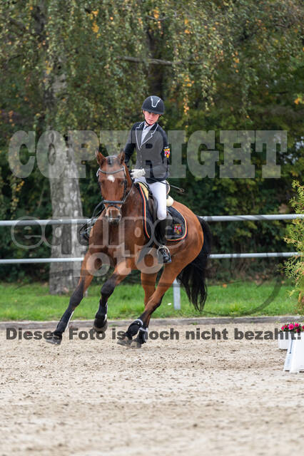 Goldene Schärpe 2020 - Pferde