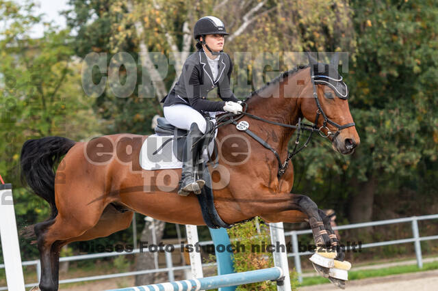 Goldene Schärpe 2020 - Pferde