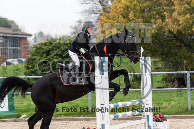 Goldene Schärpe 2020 - Pferde