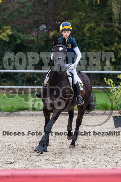 Goldene Schärpe 2020 - Pferde