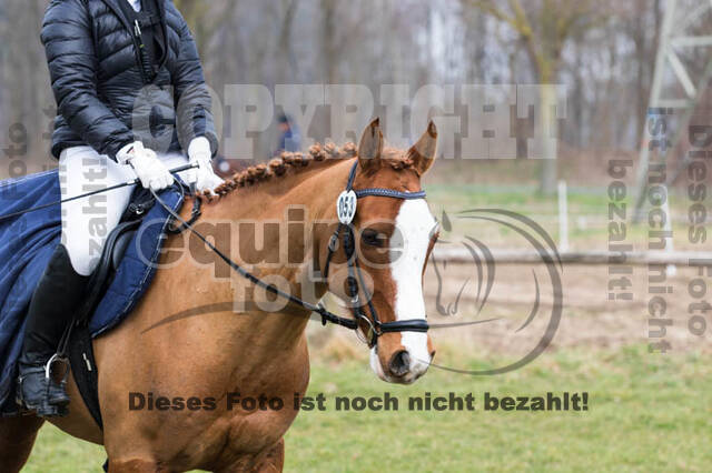 Jungpferdetag Hamminkeln