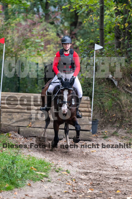 Goldene Schärpe 2020 - Pferde