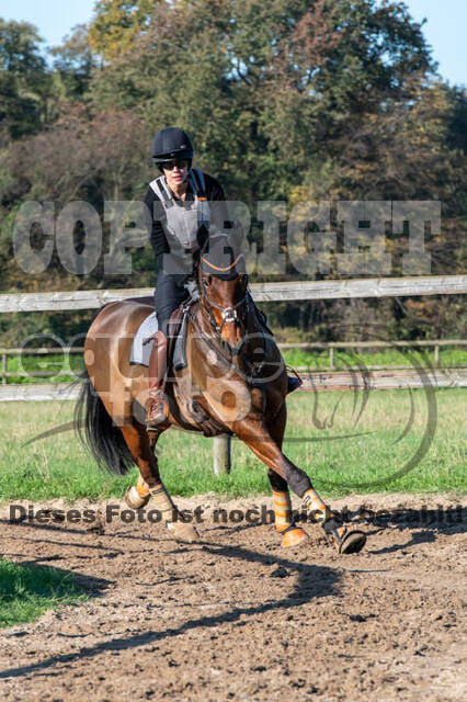 Vielseitigkeitslehrgang mit Jürg Kurbel (9.+10.11.2019)