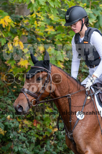 Goldene Schärpe 2020 - Pferde