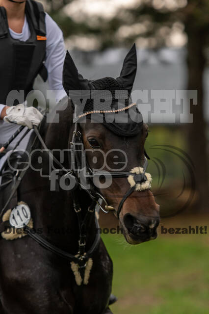 Goldene Schärpe 2020 - Pferde