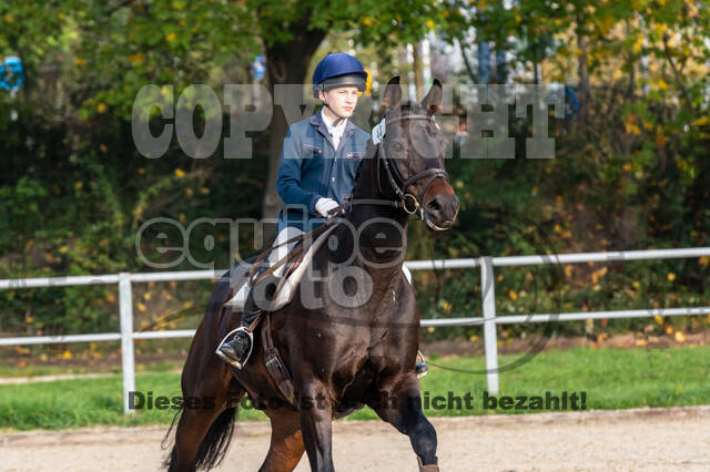 Goldene Schärpe 2020 - Pferde