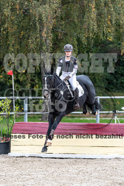 Goldene Schärpe 2020 - Pferde