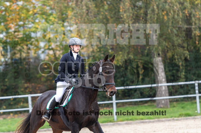 Goldene Schärpe 2020 - Pferde