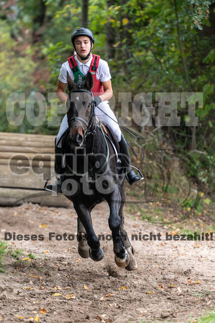 Goldene Schärpe 2020 - Pferde