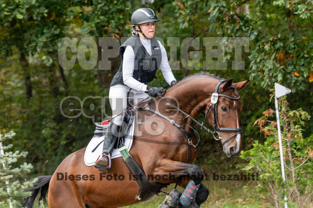 Goldene Schärpe 2020 - Pferde