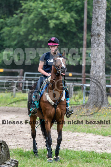 Hunter Geländetraining 10.07.2021 (Sonsbeck)