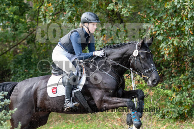 Goldene Schärpe 2020 - Pferde