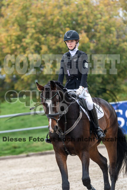 Goldene Schärpe 2020 - Pferde