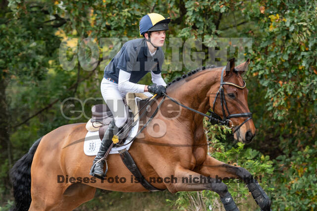 Goldene Schärpe 2020 - Pferde