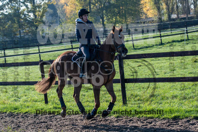 Vielseitigkeitslehrgang mit Jürg Kurbel (9.+10.11.2019)