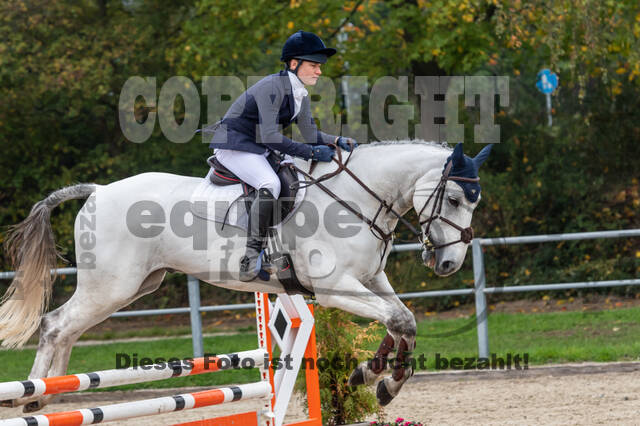 Goldene Schärpe 2020 - Pferde