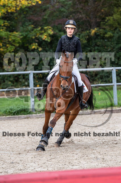 Goldene Schärpe 2020 - Pferde