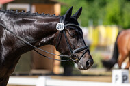 Westerstede Horse Trials 2021