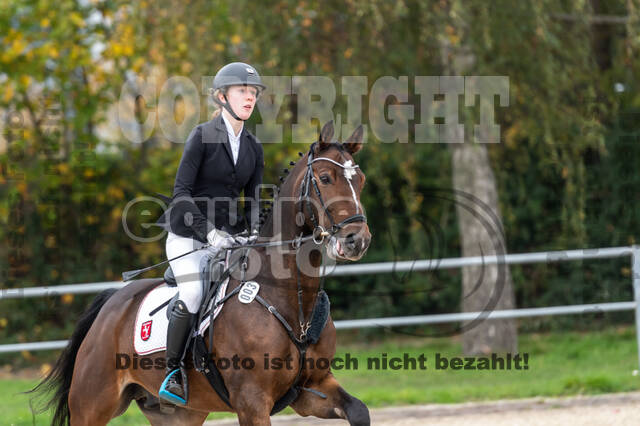 Goldene Schärpe 2020 - Pferde