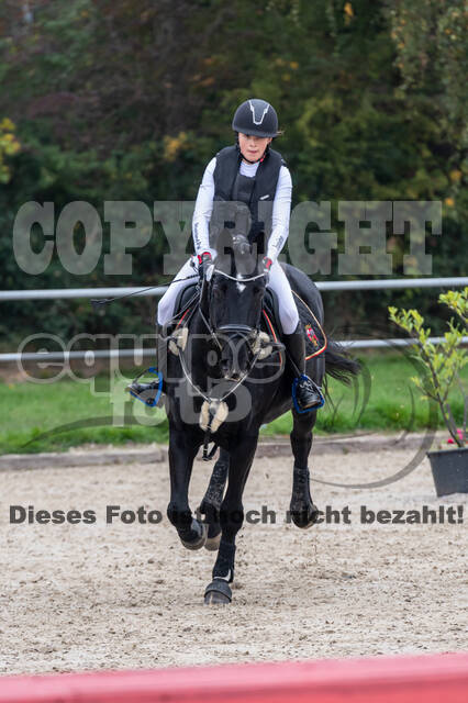 Goldene Schärpe 2020 - Pferde