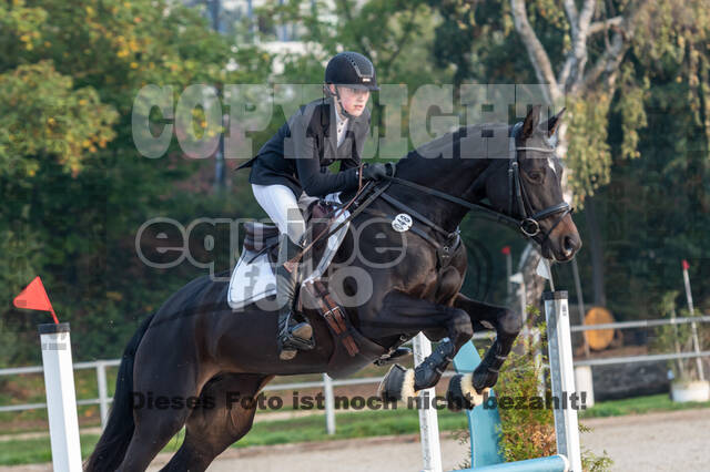 Goldene Schärpe 2020 - Pferde