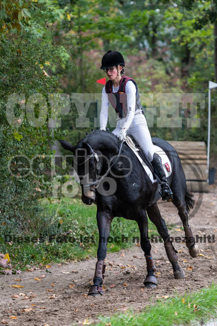 Goldene Schärpe 2020 - Pferde