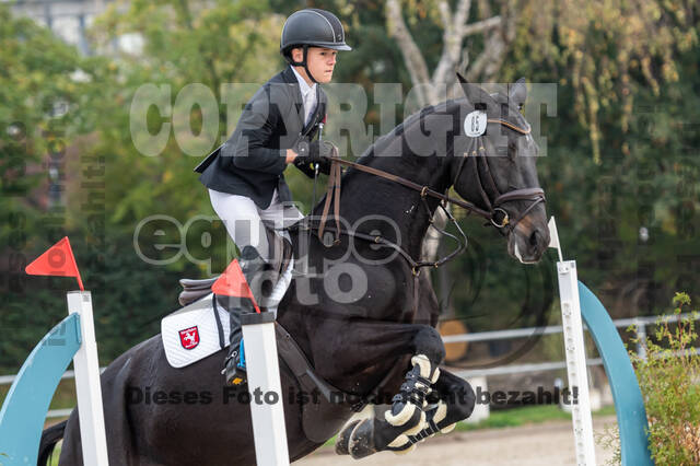 Goldene Schärpe 2020 - Pferde