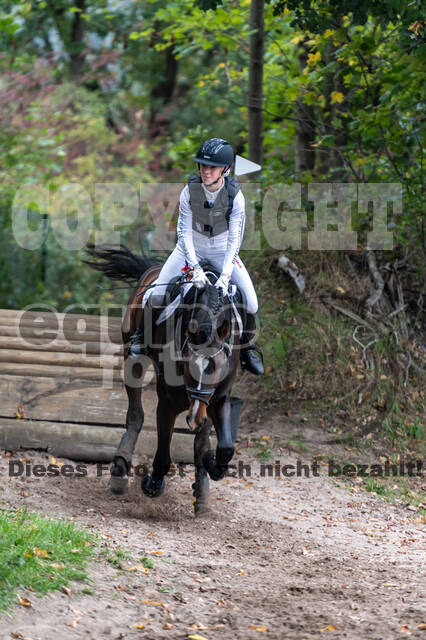 Goldene Schärpe 2020 - Pferde