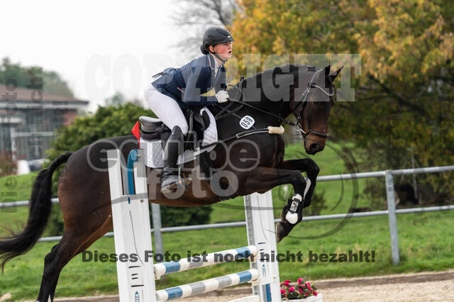 Goldene Schärpe 2020 - Pferde