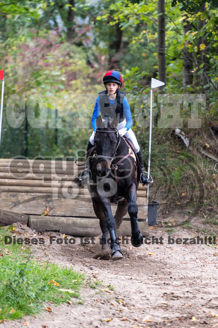 Goldene Schärpe 2020 - Pferde