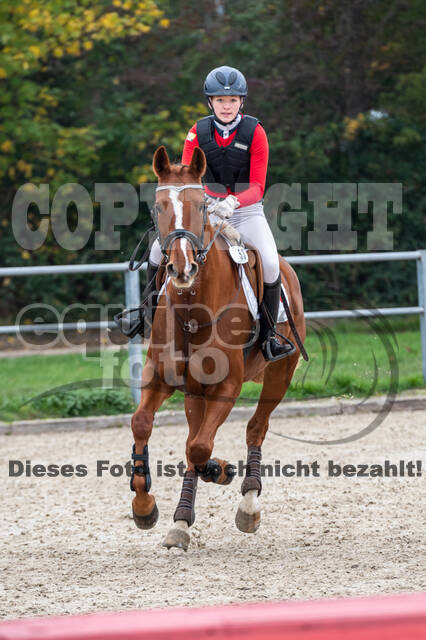 Goldene Schärpe 2020 - Pferde